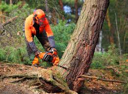 Best Tree Removal  in Hackensack, NJ