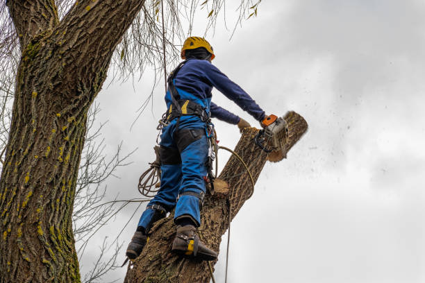 Reliable Hackensack, NJ Tree Services Solutions